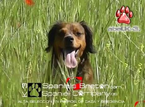 Spaniels Bretón-K-3-Abel
www.spanielsbreton.com